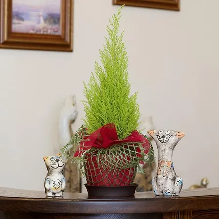 Bed and Breakfast Senoji